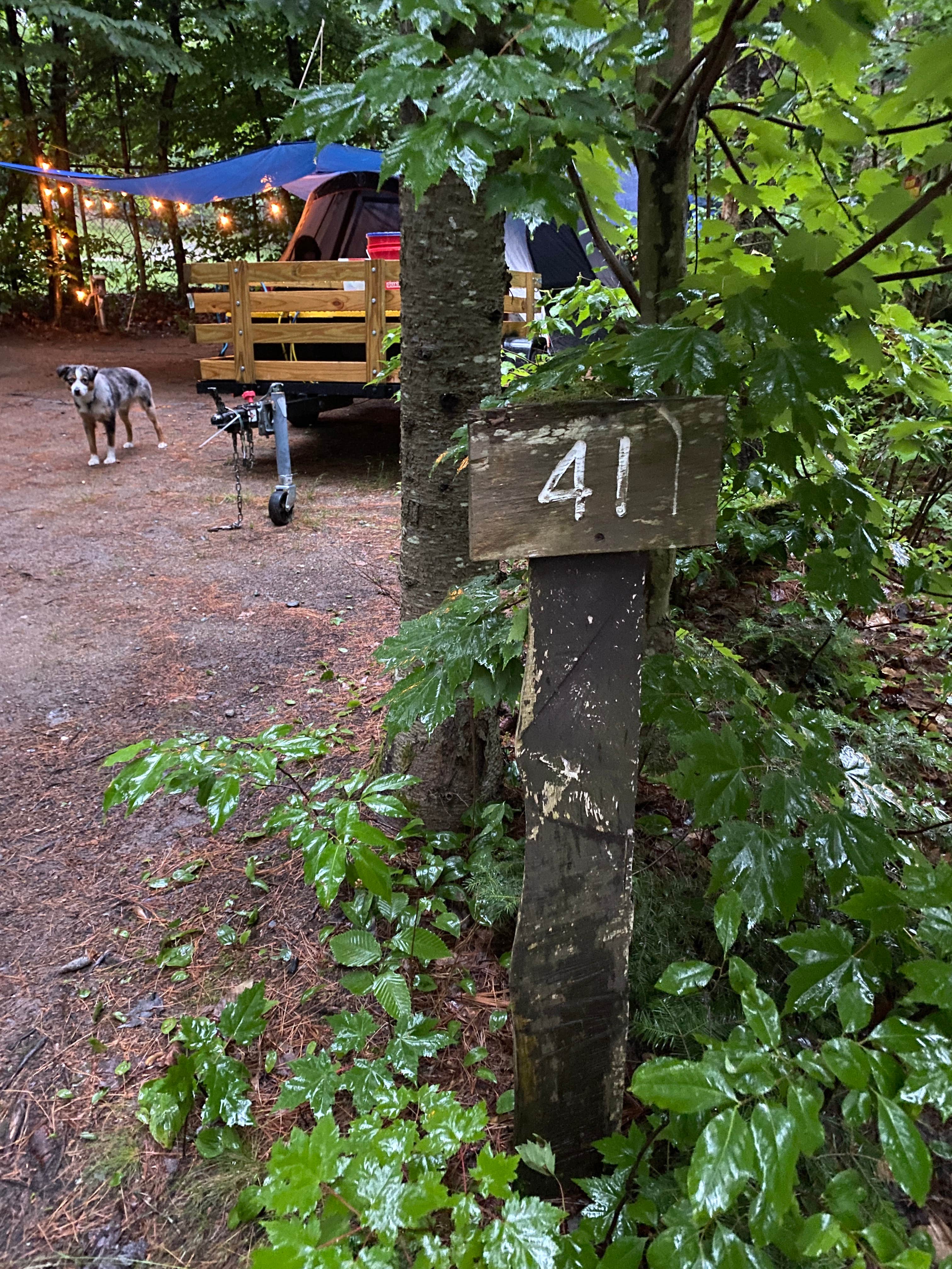 Cheryl W.'s photo of camping with pets at Ammonoosuc Campground near White Mountain National Forest