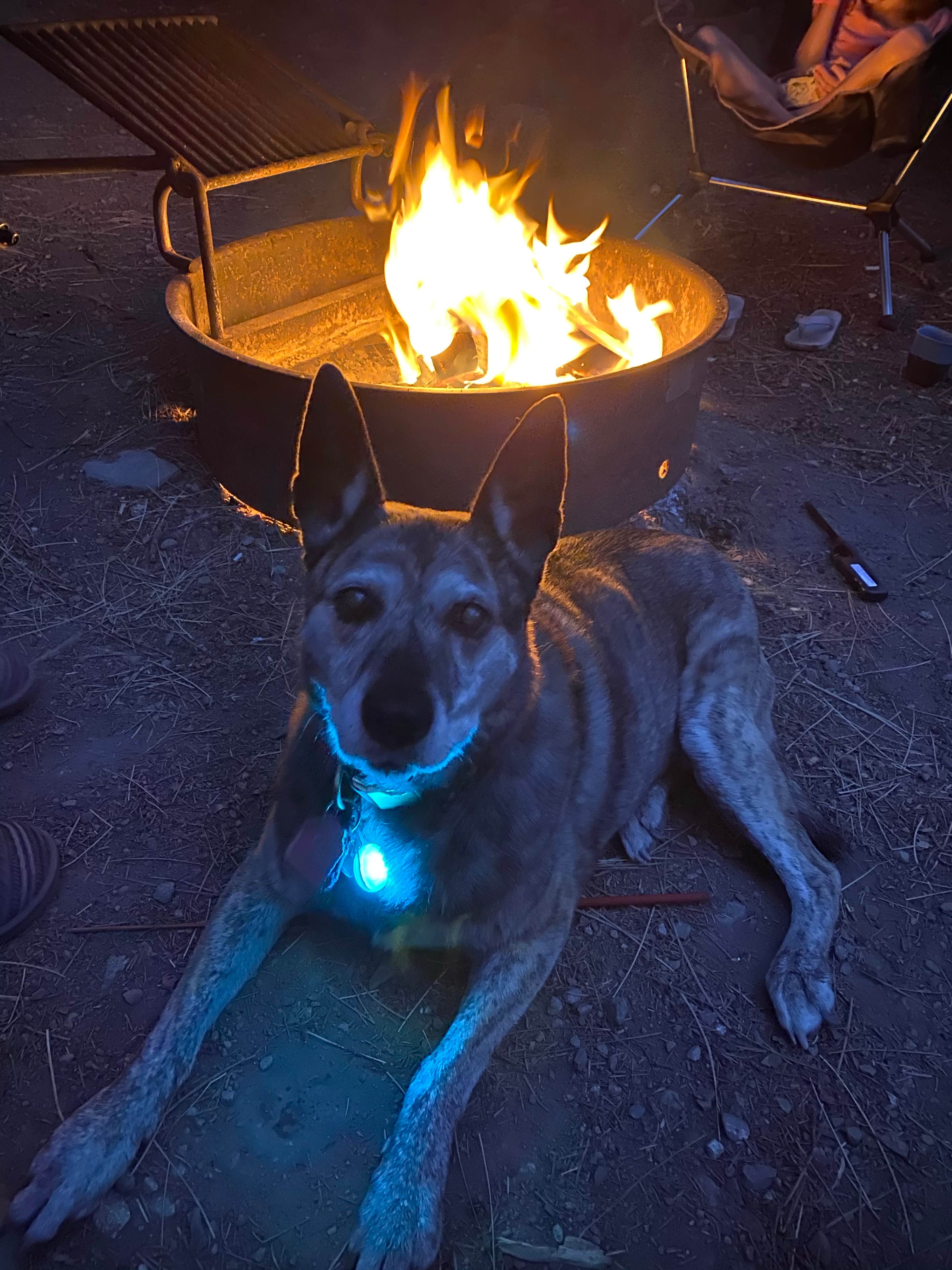 denielle's photo of camping with pets at Bogan Flats Campground Grp S near Crested Butte, CO