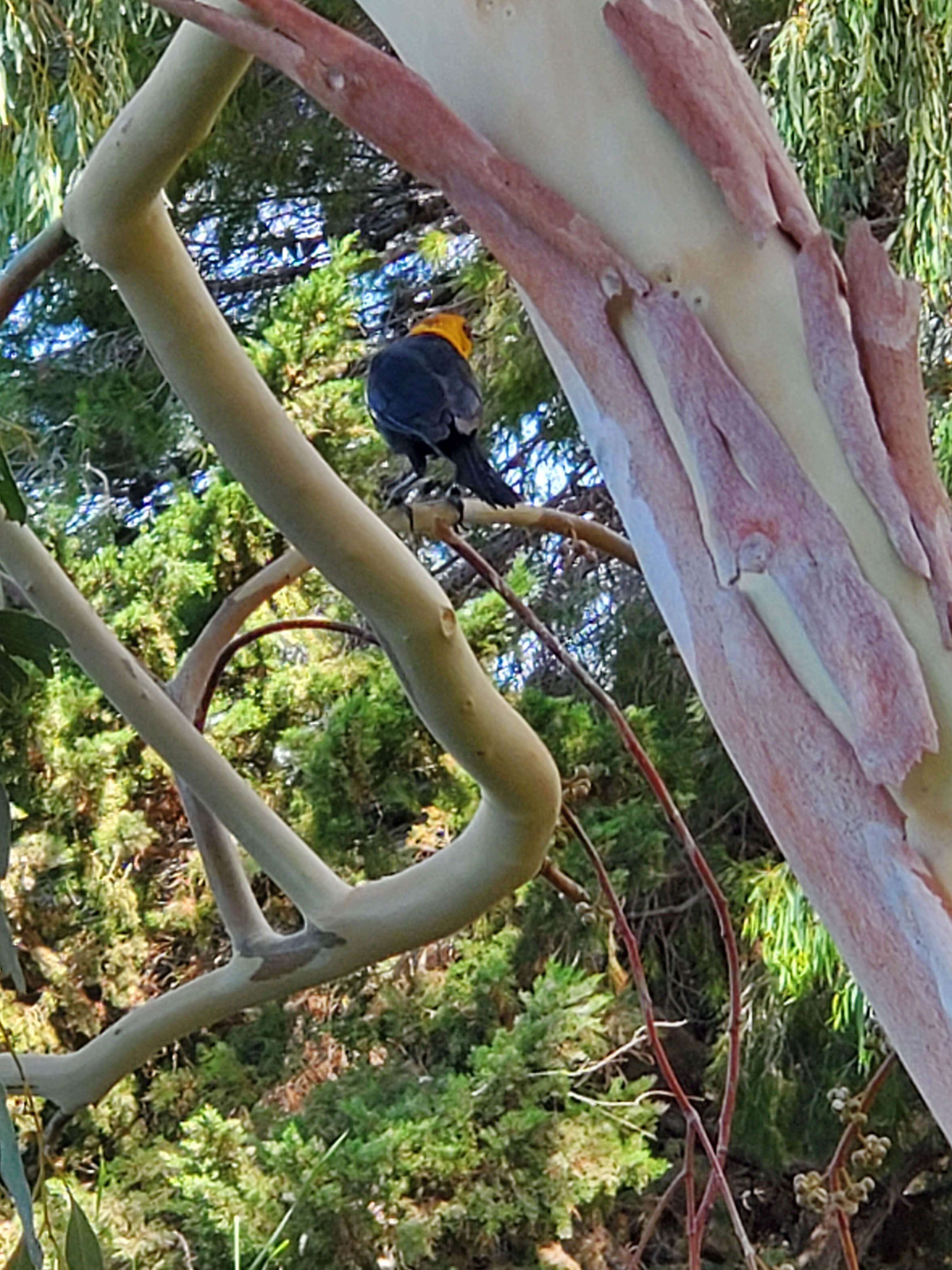 Camper submitted image from Kern River County Park - 1