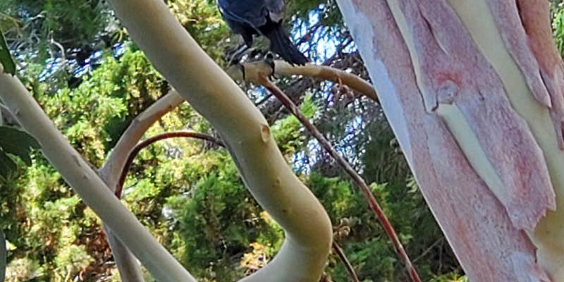 Camper submitted image from Kern River County Park