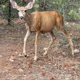 Review photo of Mather Campground — Grand Canyon National Park by Thomas W., July 5, 2021