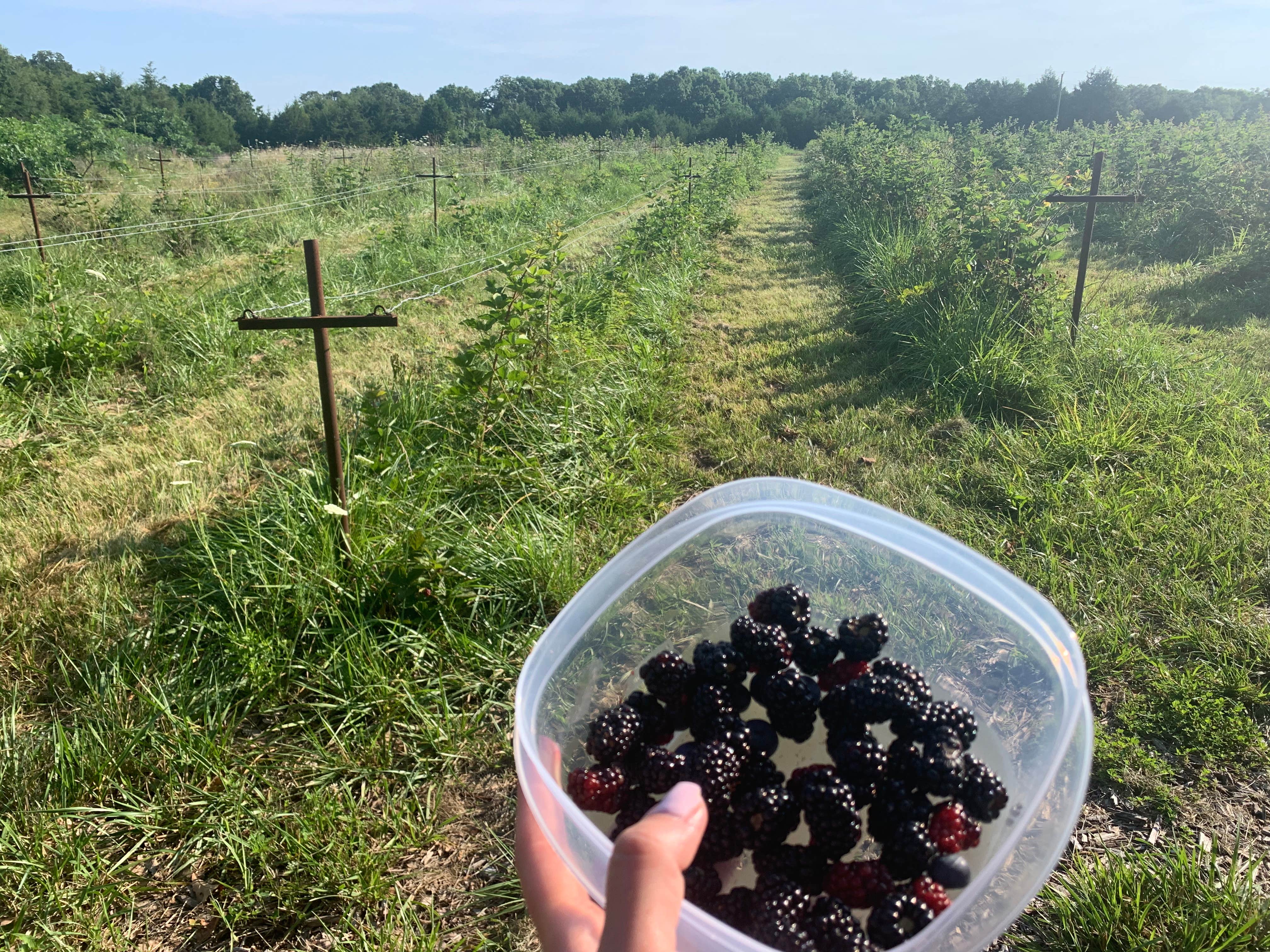 Camper-submitted photo at B Berry Farms & Co. near Ash Grove, MO