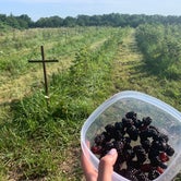Review photo of B Berry Farms & Co. by Nick S., July 5, 2021