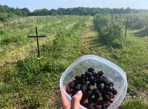 B Berry Farms & Co.