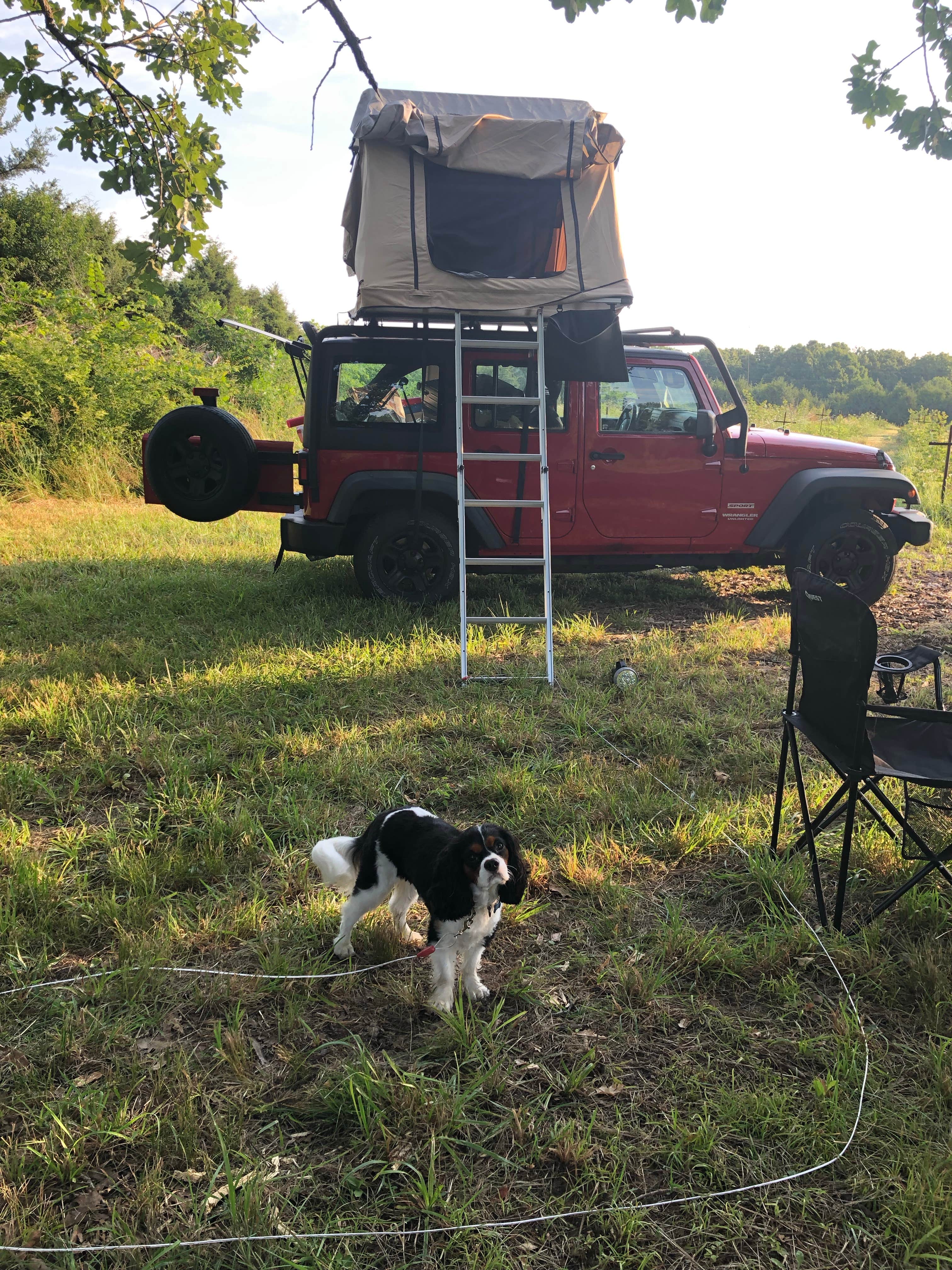 Nick S.'s photo of camping with pets at B Berry Farms & Co. near Springfield, MO