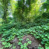 Review photo of Cub Lake Campground #2 — Natchez Trace State Park by Anna , July 5, 2021