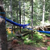 Review photo of Cougar Rock Campground — Mount Rainier National Park by Greg T., June 13, 2018