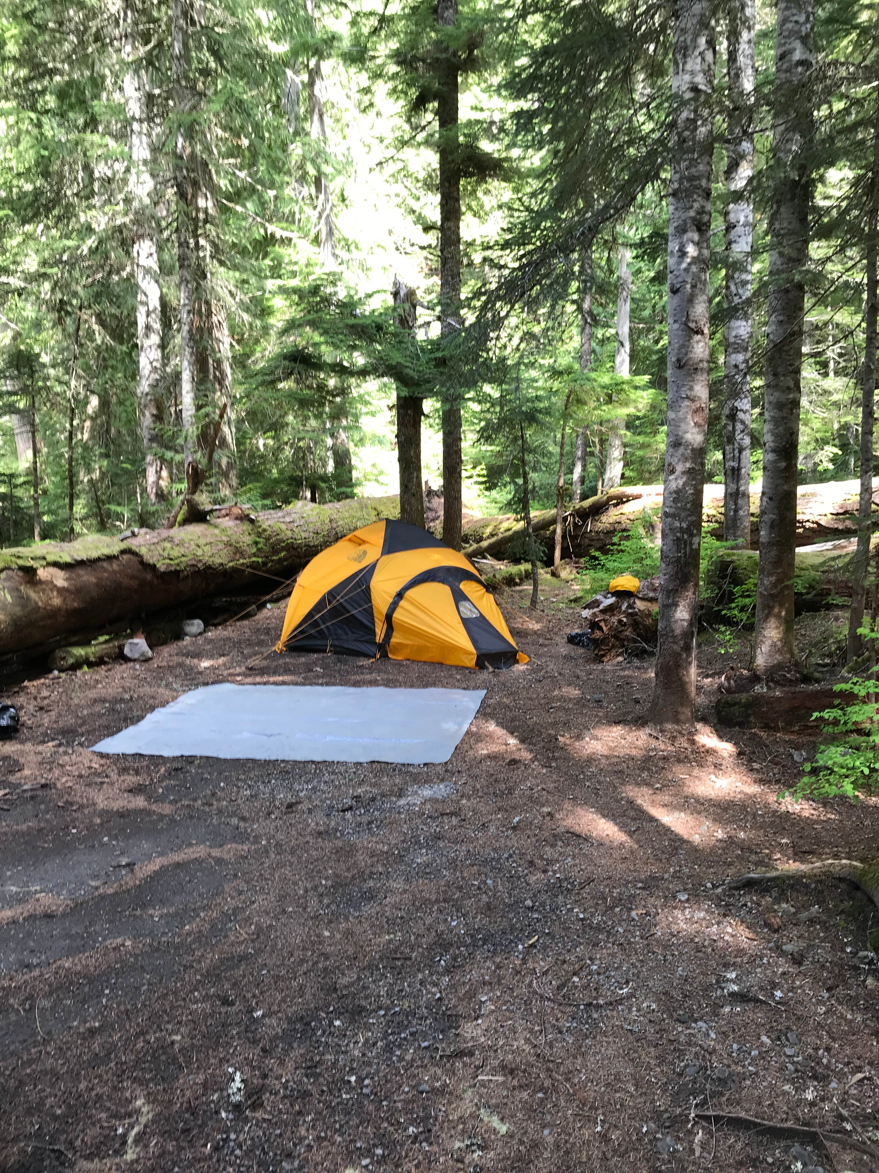 Greg T.'s photo at Cougar Rock Campground — Mount Rainier National Park near Randle, WA