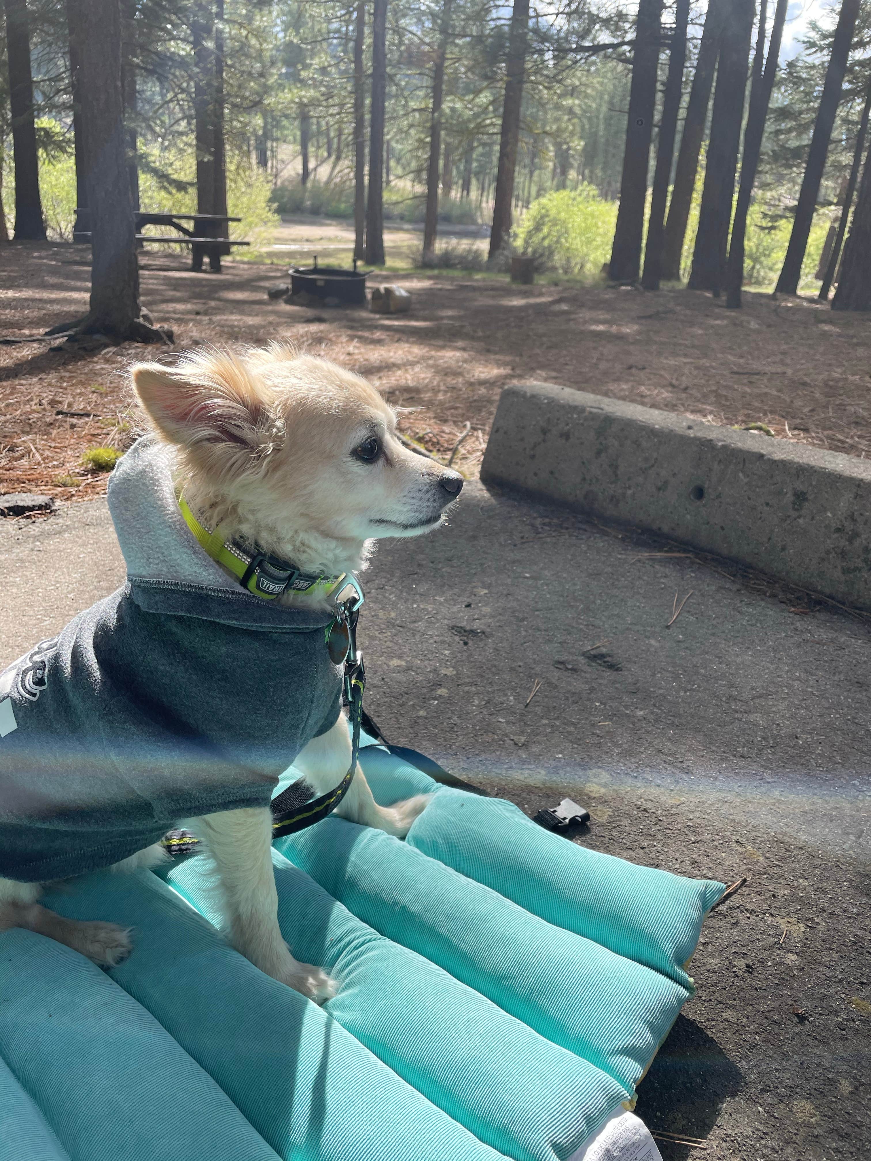 Camper-submitted photo at Lone Rock Campground near Susanville, CA