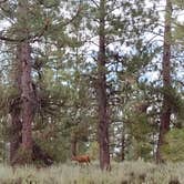 Review photo of Logger Campground by maricarmen P., July 6, 2021