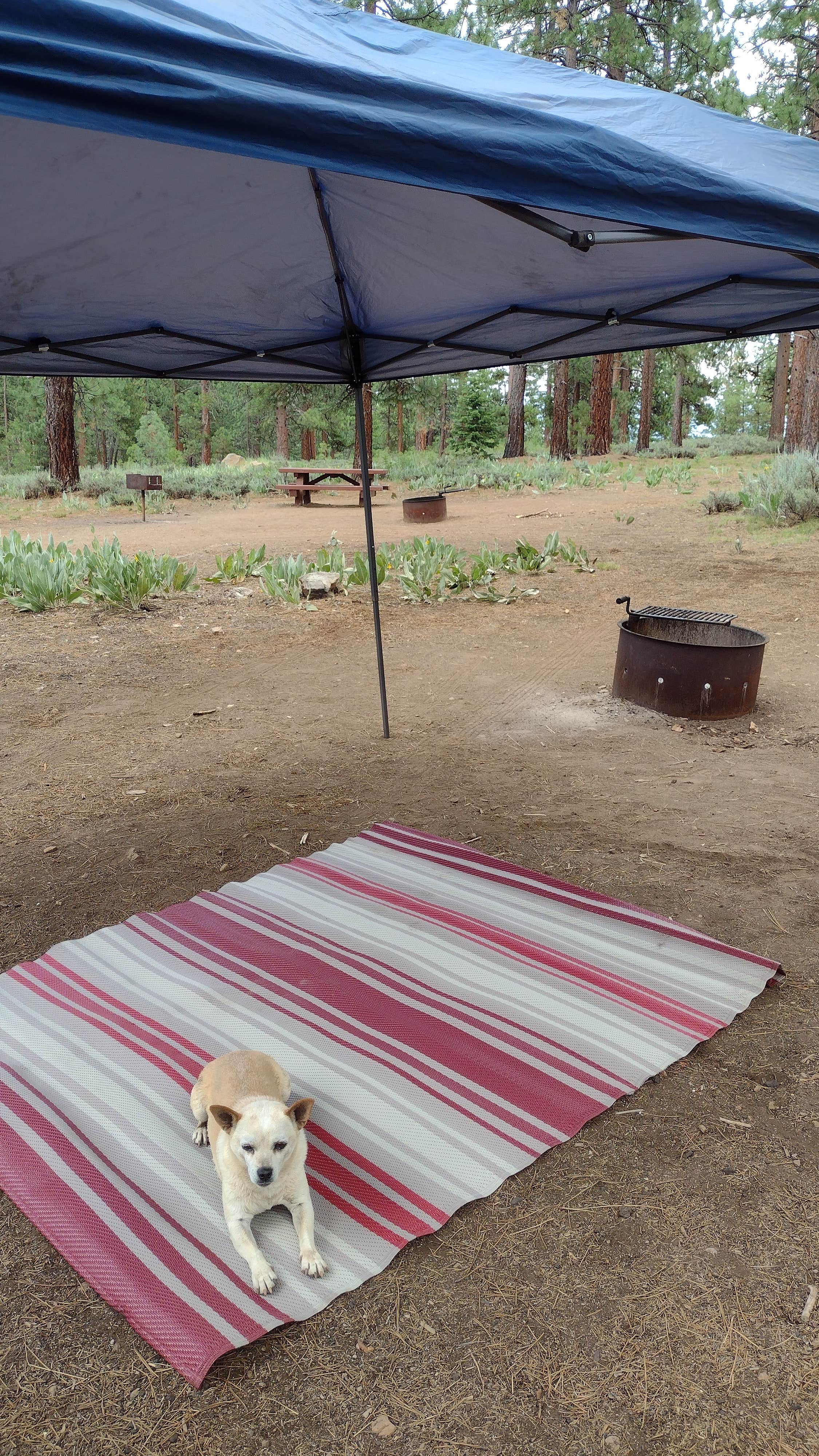 maricarmen P.'s photo of camping with pets at Logger Campground near Norden, CA