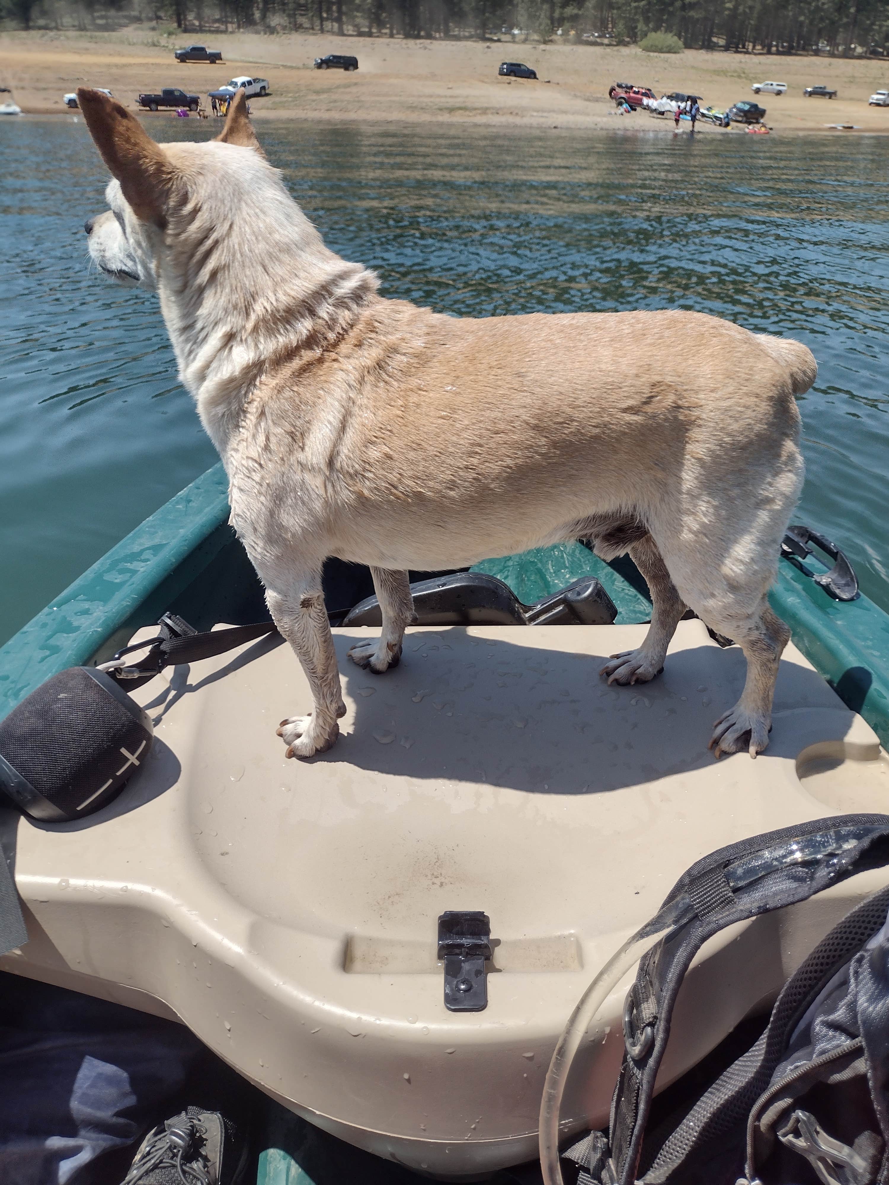maricarmen P.'s photo of camping with pets at Logger Campground near Truckee, CA