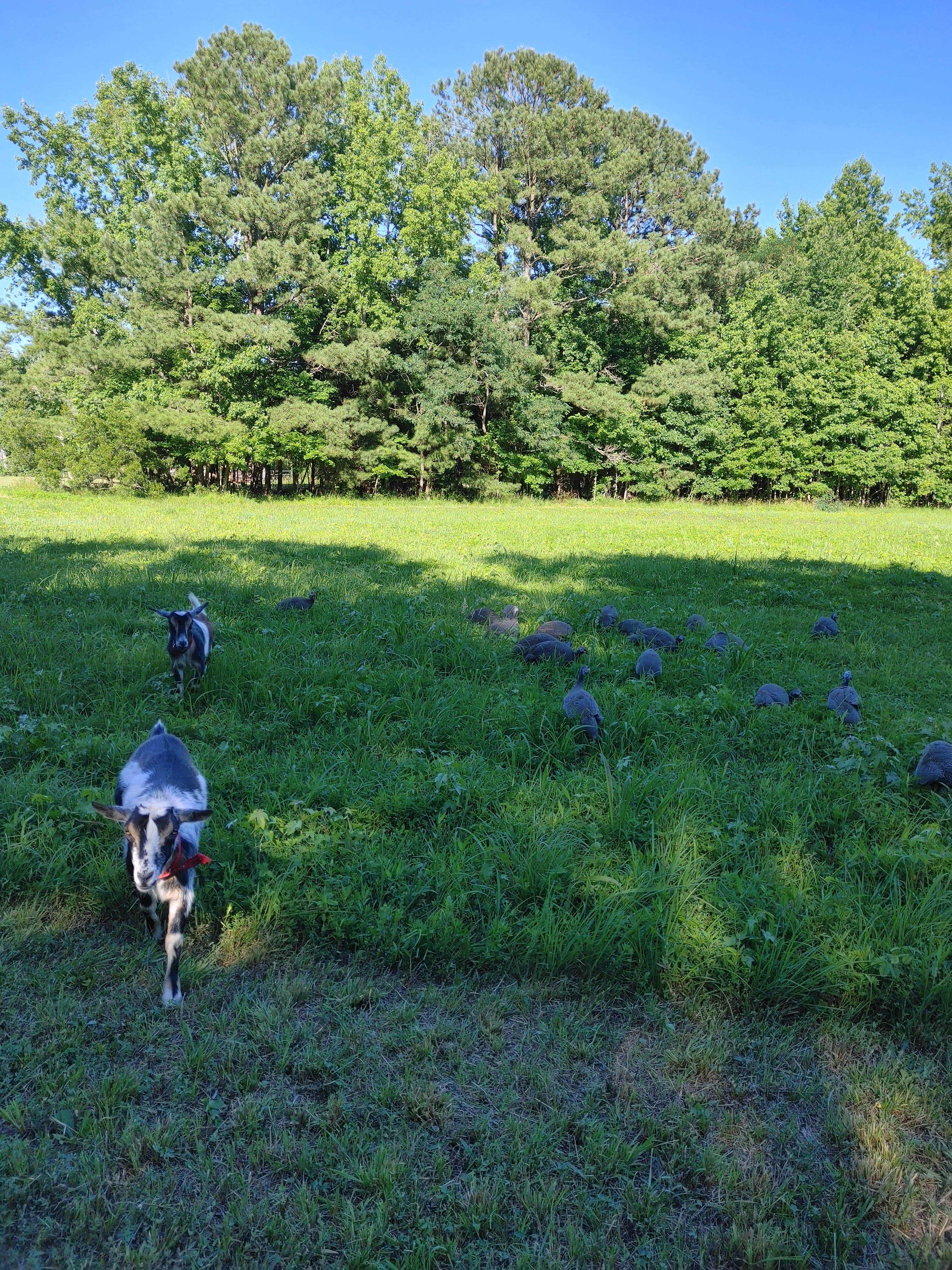 Ian H.'s photo of camping with pets at Wisteria Beach Hideaway near Newport News, VA