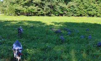 Ian H.'s photo of camping with pets at Wisteria Beach Hideaway near Cheriton, VA