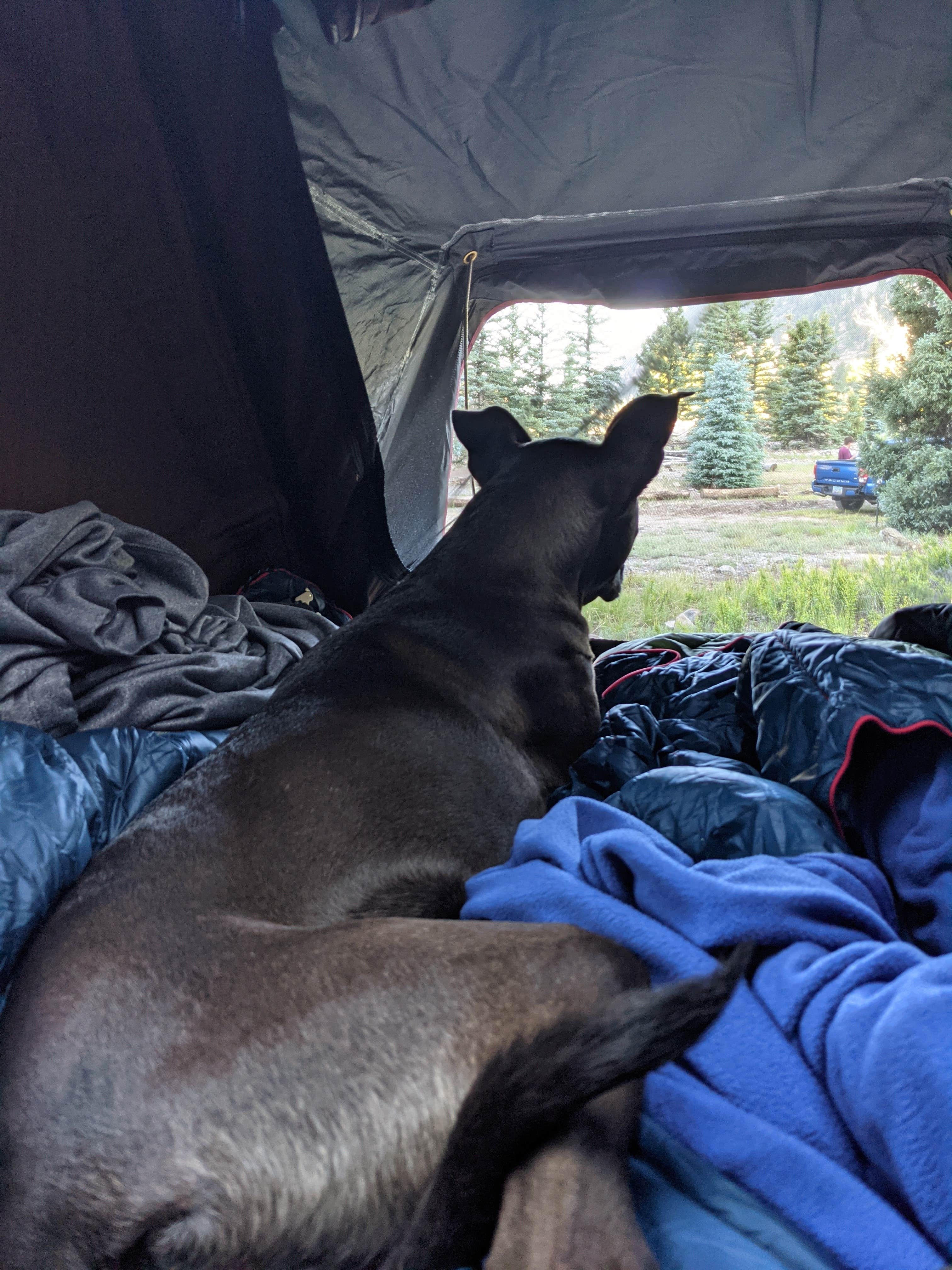 Gillian C.'s photo of camping with pets at Mary E Campground - Norwood RD near Telluride, CO