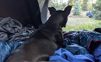 Gillian C.'s photo of camping with pets at Mary E Campground - Norwood RD near Ophir, CO