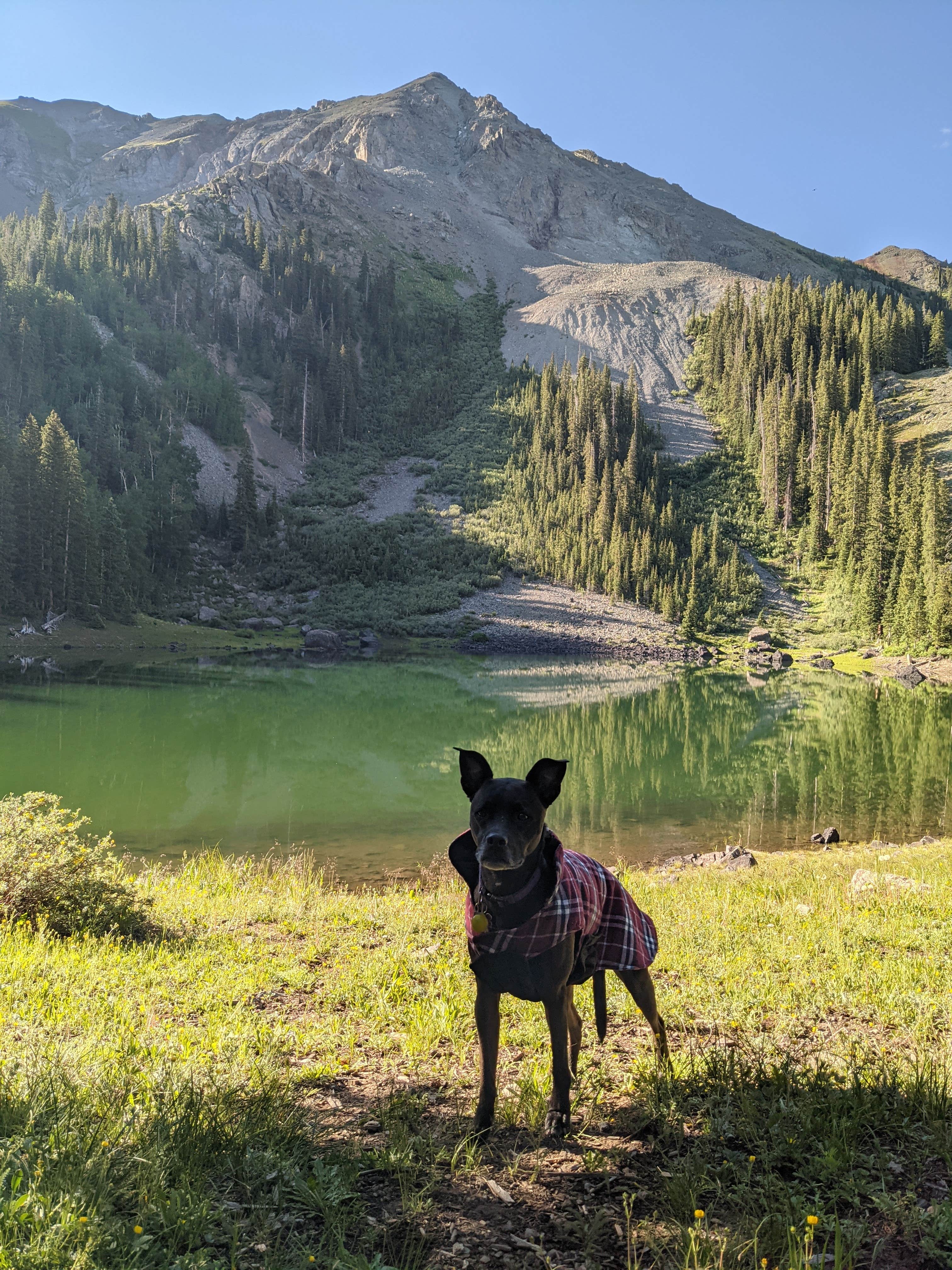 Gillian C.'s photo of camping with pets at Alta Lakes Campground (Dispersed) near Telluride, CO