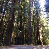 Review photo of Hidden Springs Campground — Humboldt Redwoods State Park by Robert M., July 6, 2021