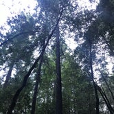 Review photo of Hidden Springs Campground — Humboldt Redwoods State Park by Robert M., July 6, 2021
