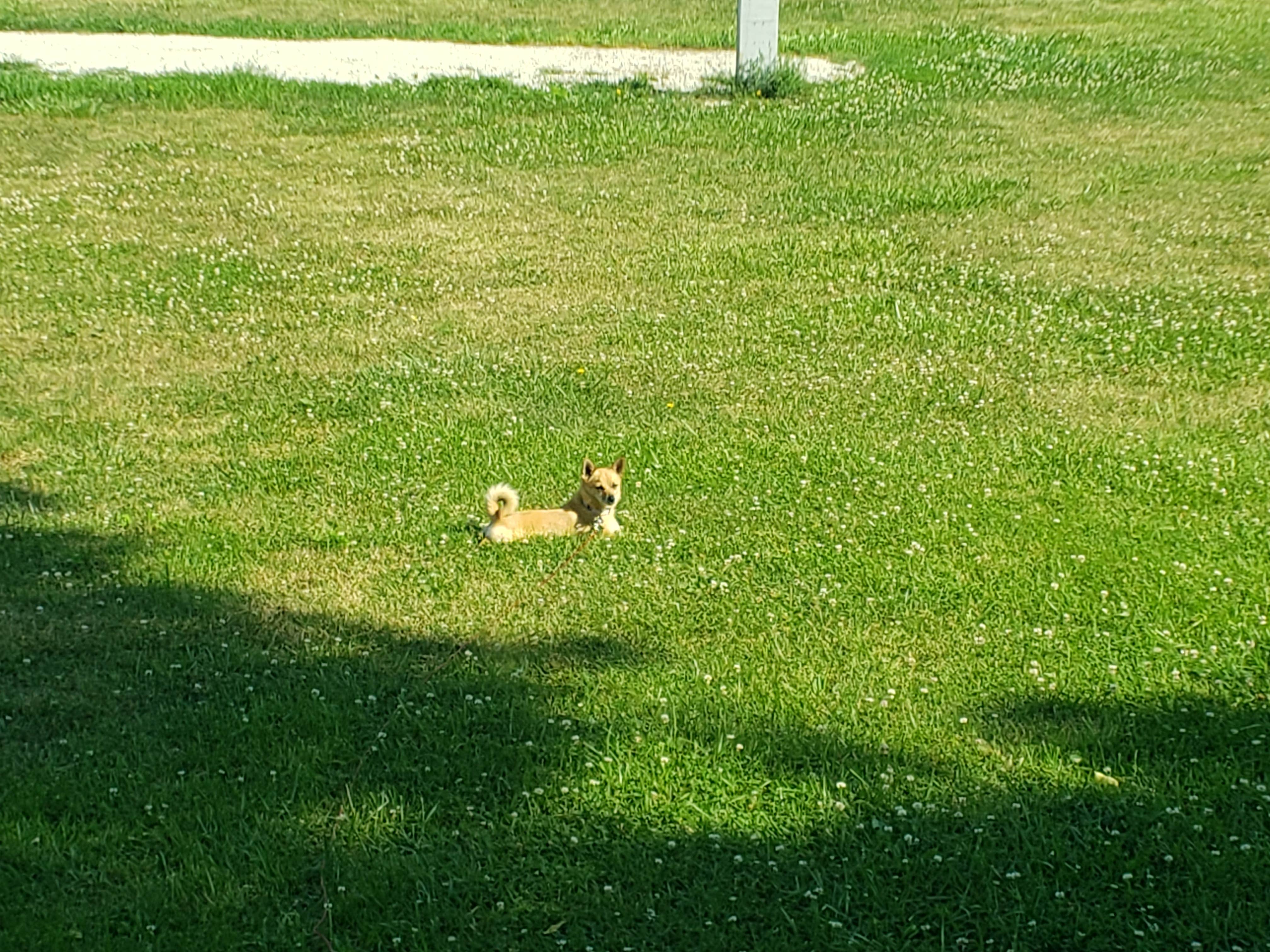 Camper-submitted photo at North Equestrian Campground — Brushy Creek State Recreation Area near Fort Dodge, IA