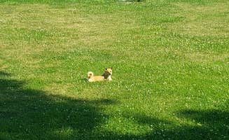 Stephanie B.'s photo of camping with pets at North Equestrian Campground — Brushy Creek State Recreation Area near Britt, IA