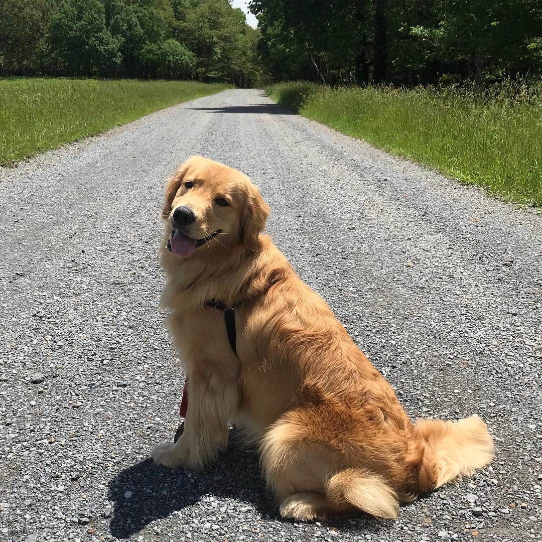 Kathie M.'s photo of camping with pets at Big Meadows Campground — Shenandoah National Park near Edinburg, VA
