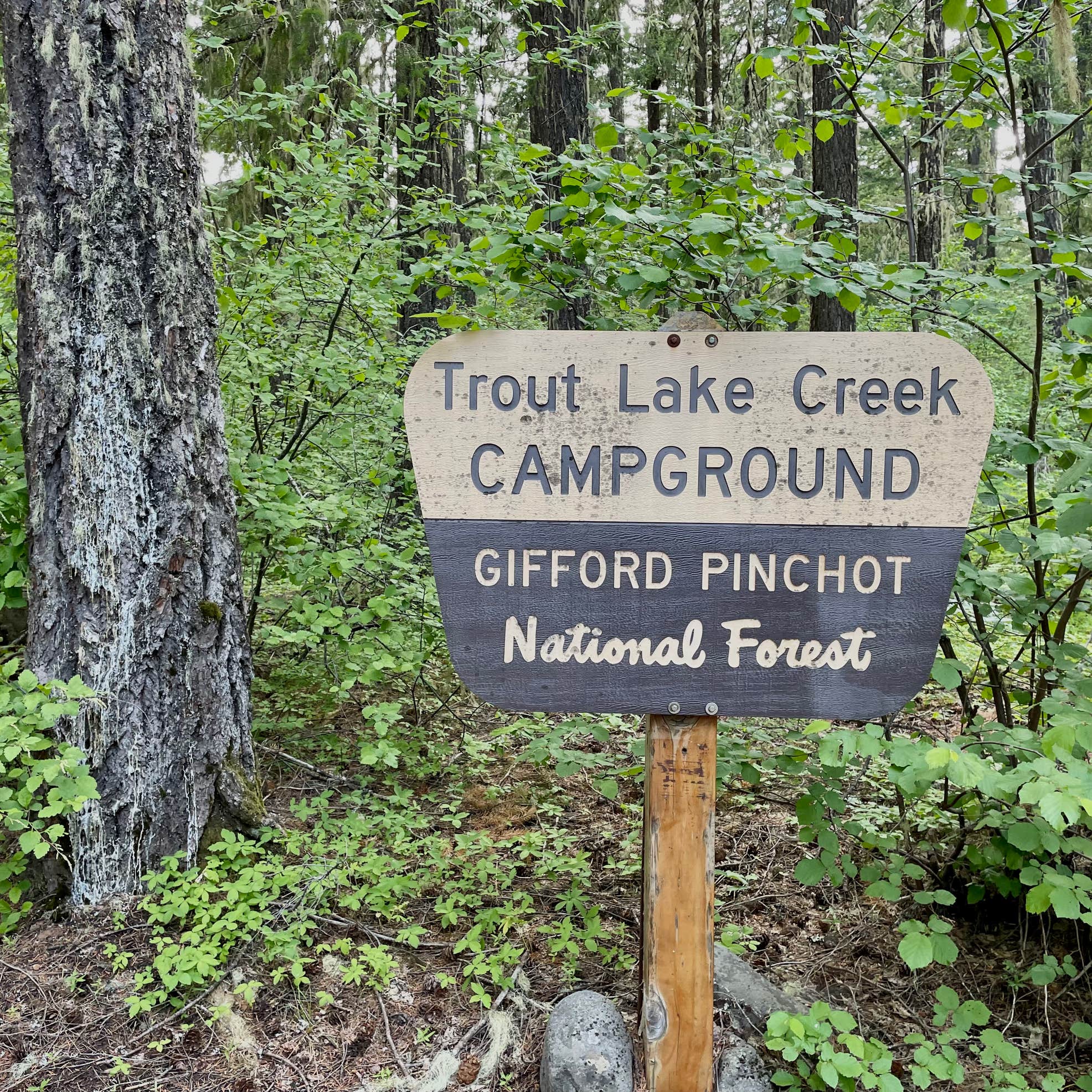 Gifford Pinchot National Forest Trout Lake Creek Campground | The Dyrt