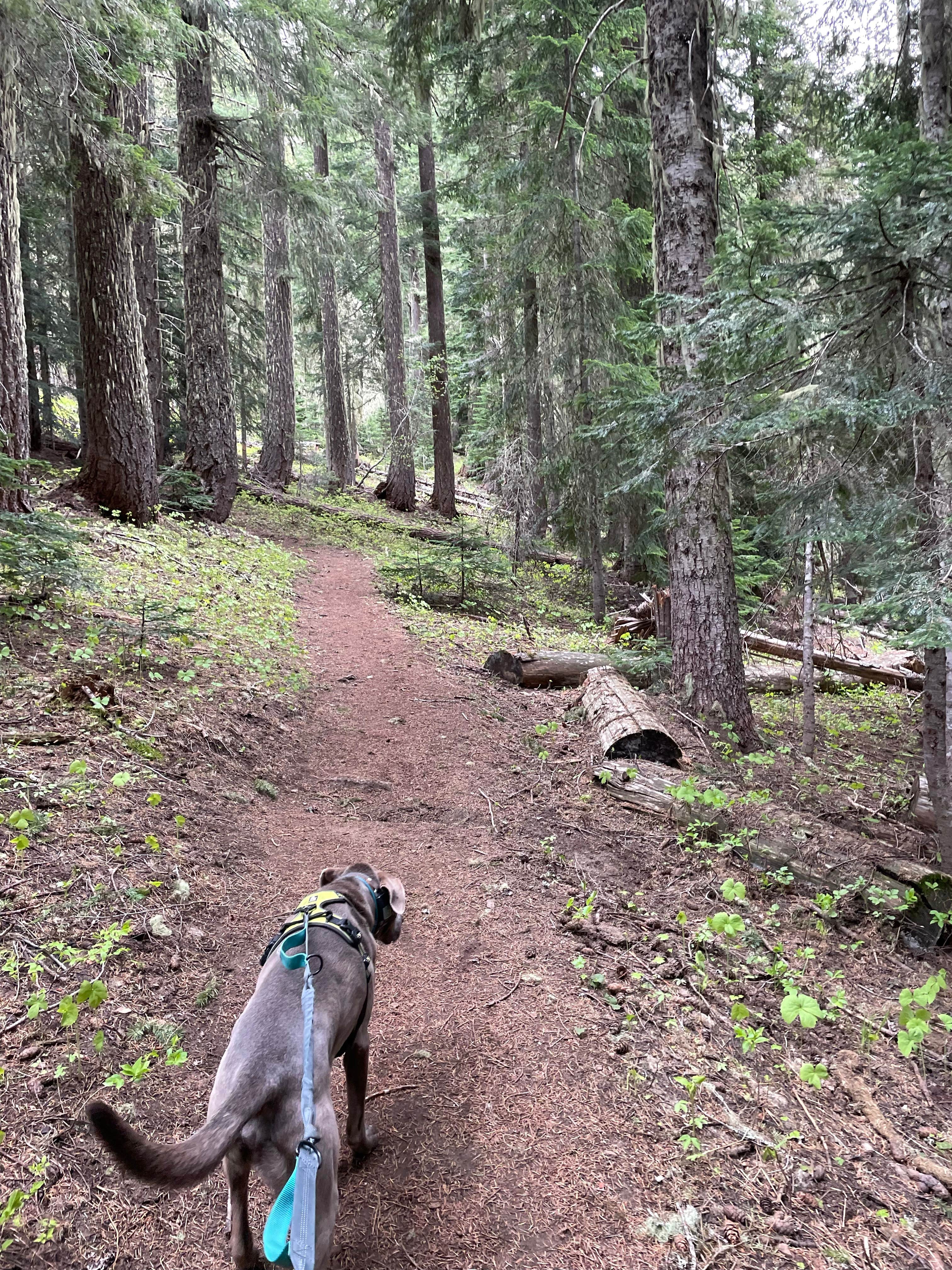 Callie B.'s photo of camping with pets at Gifford Pinchot National Forest Trout Lake Creek Campground near Gifford Pinchot National Forest