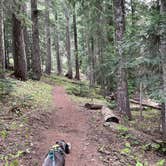 Review photo of Gifford Pinchot National Forest Trout Lake Creek Campground by Callie B., July 6, 2021