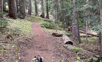 Callie B.'s photo of camping with pets at Gifford Pinchot National Forest Trout Lake Creek Campground in Washington