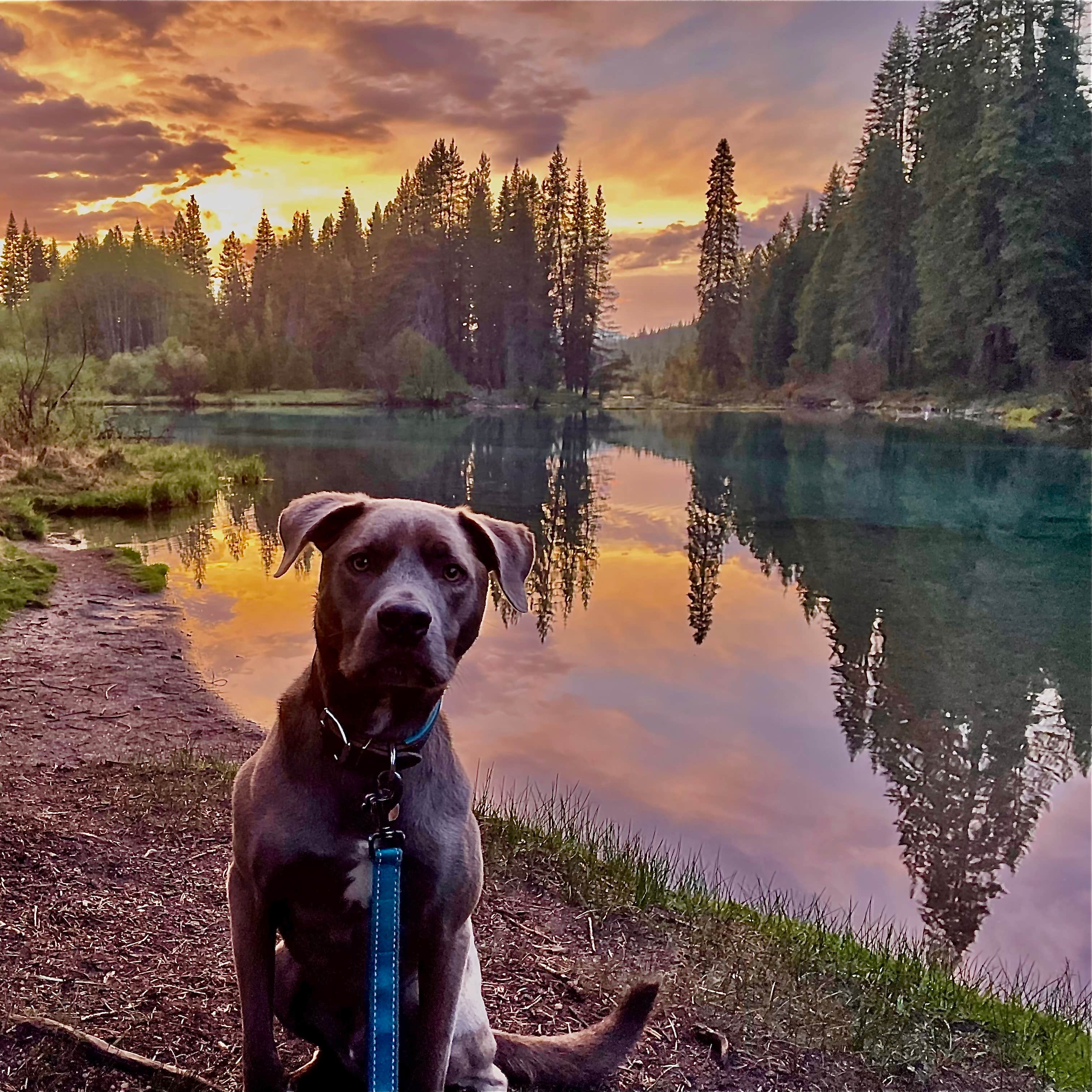 Callie B.'s photo of camping with pets at Jackson F. Kimball State Recreation Site near Crater Lake National Park