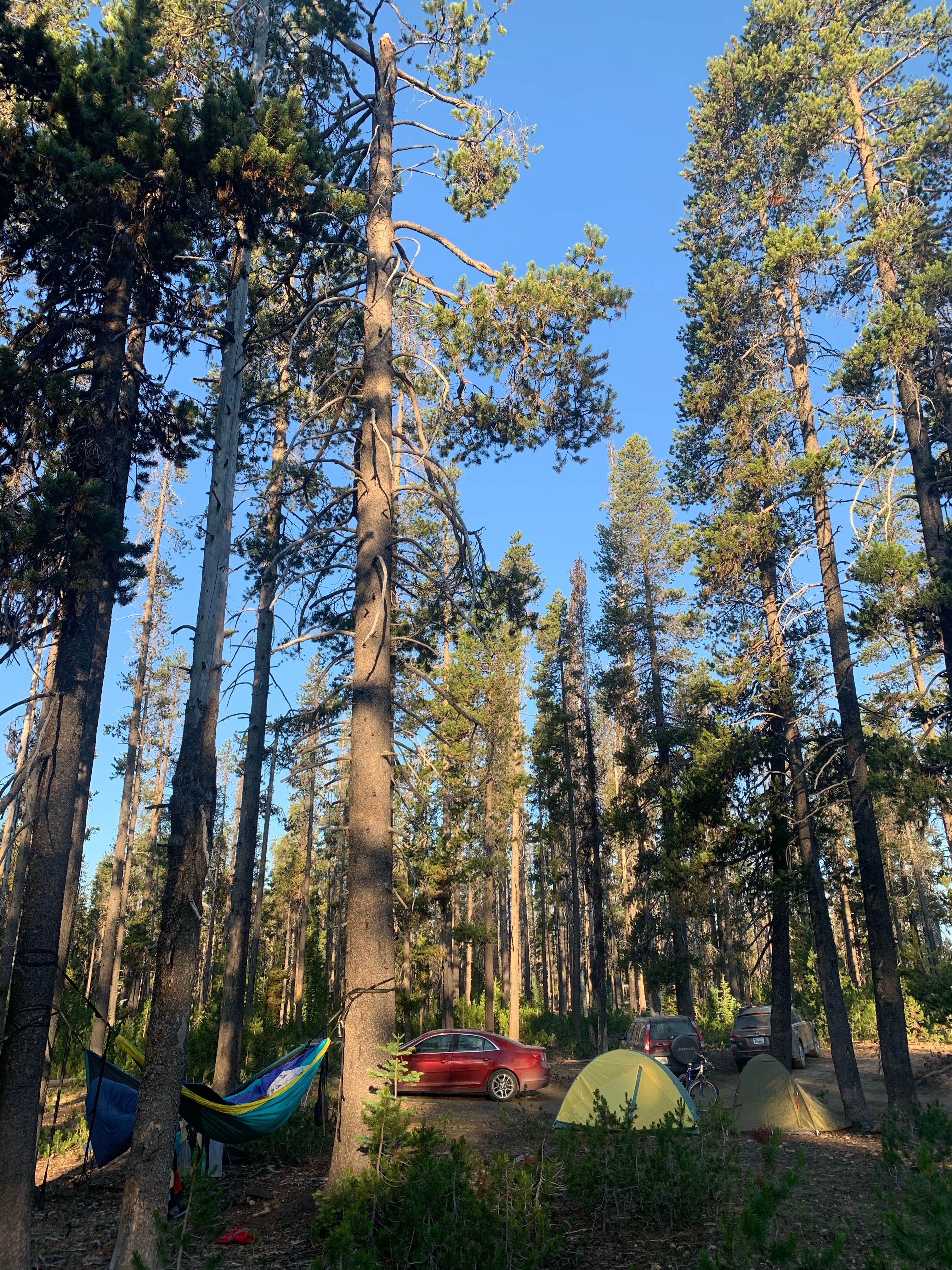 Kristen W.'s photo of a dispersed camping area at Mount Thielsen Wilderness near Gilchrist, OR