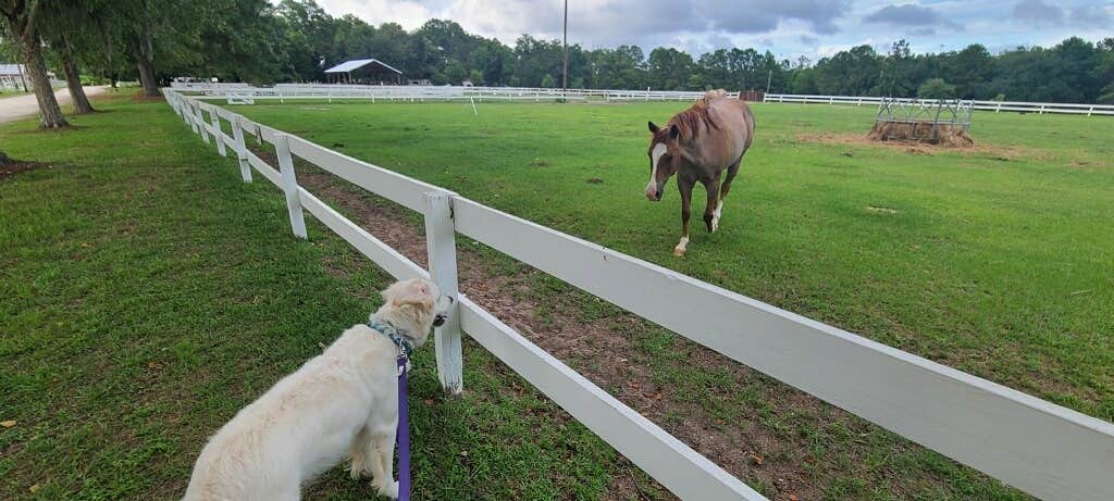 Rino S.'s photo of camping with pets at Red Gate Farms - RV Resort near Hardeeville, SC