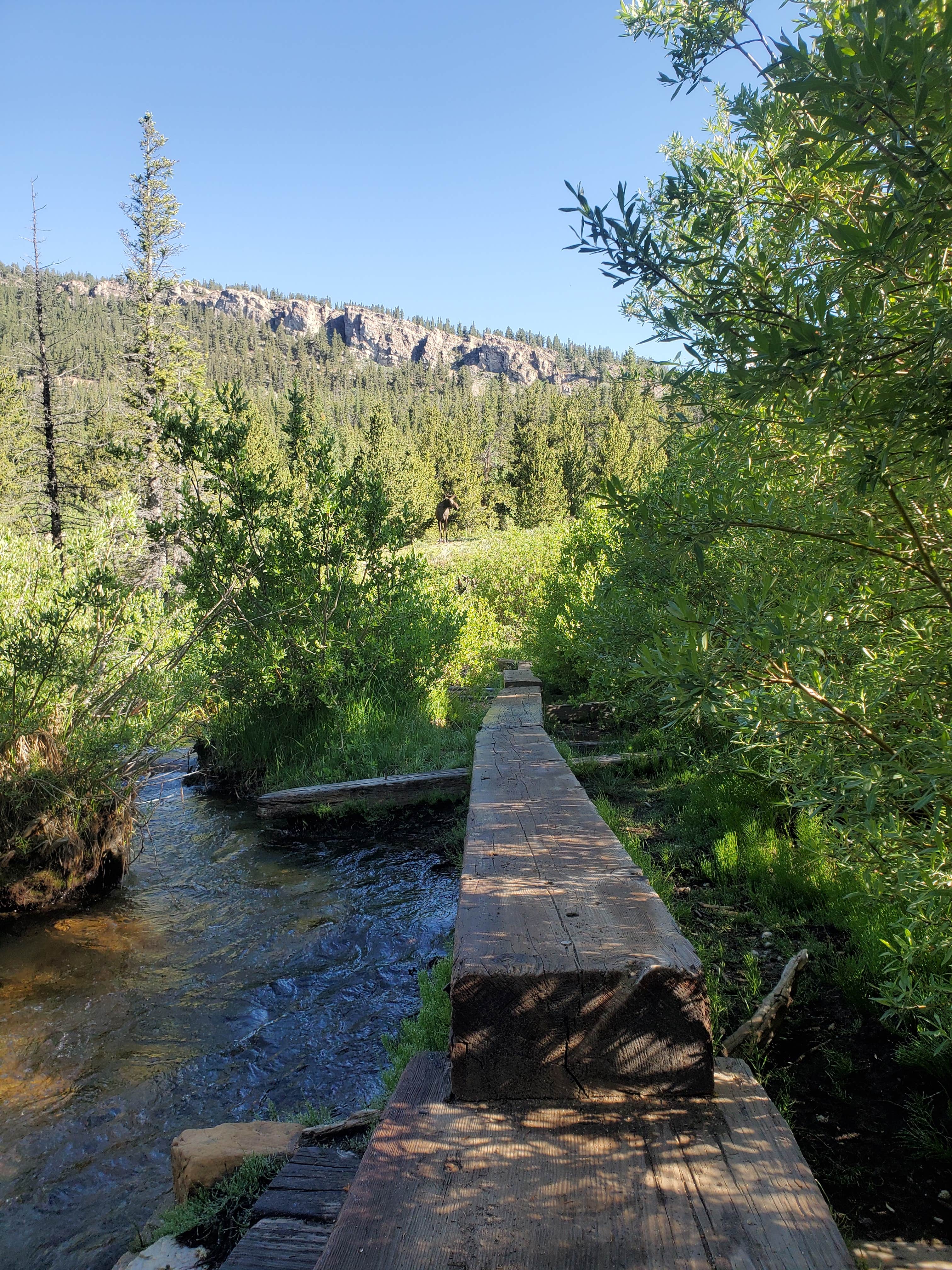Camper submitted image from Fourmile Campground - 5