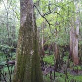 Review photo of Manatee Springs State Park Campground by John Z., July 6, 2021