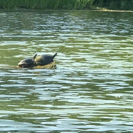 Turtles sunning on Lake 1
