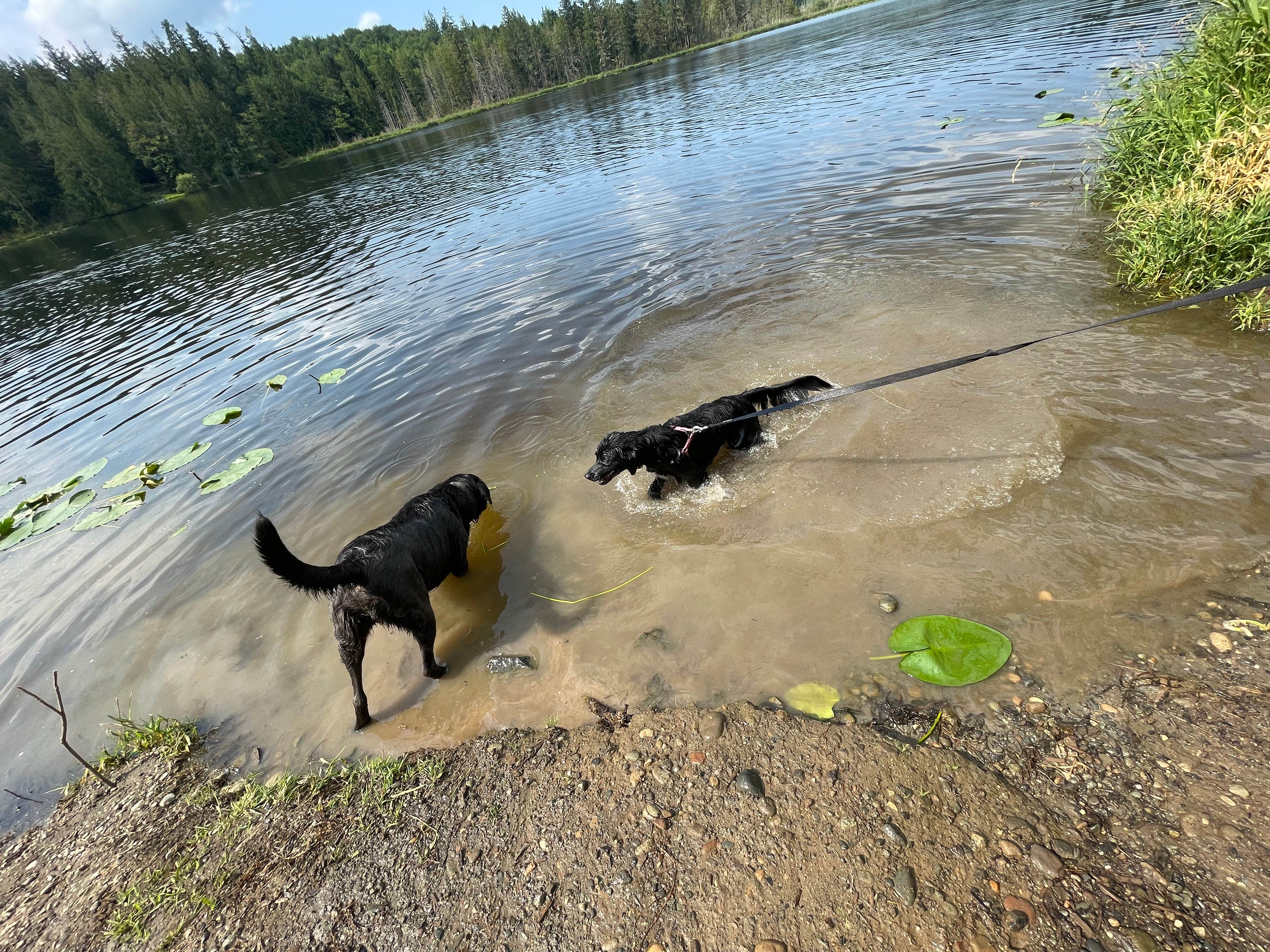 Corey O.'s photo of camping with pets at Lake Leland Campground near Silverdale, WA