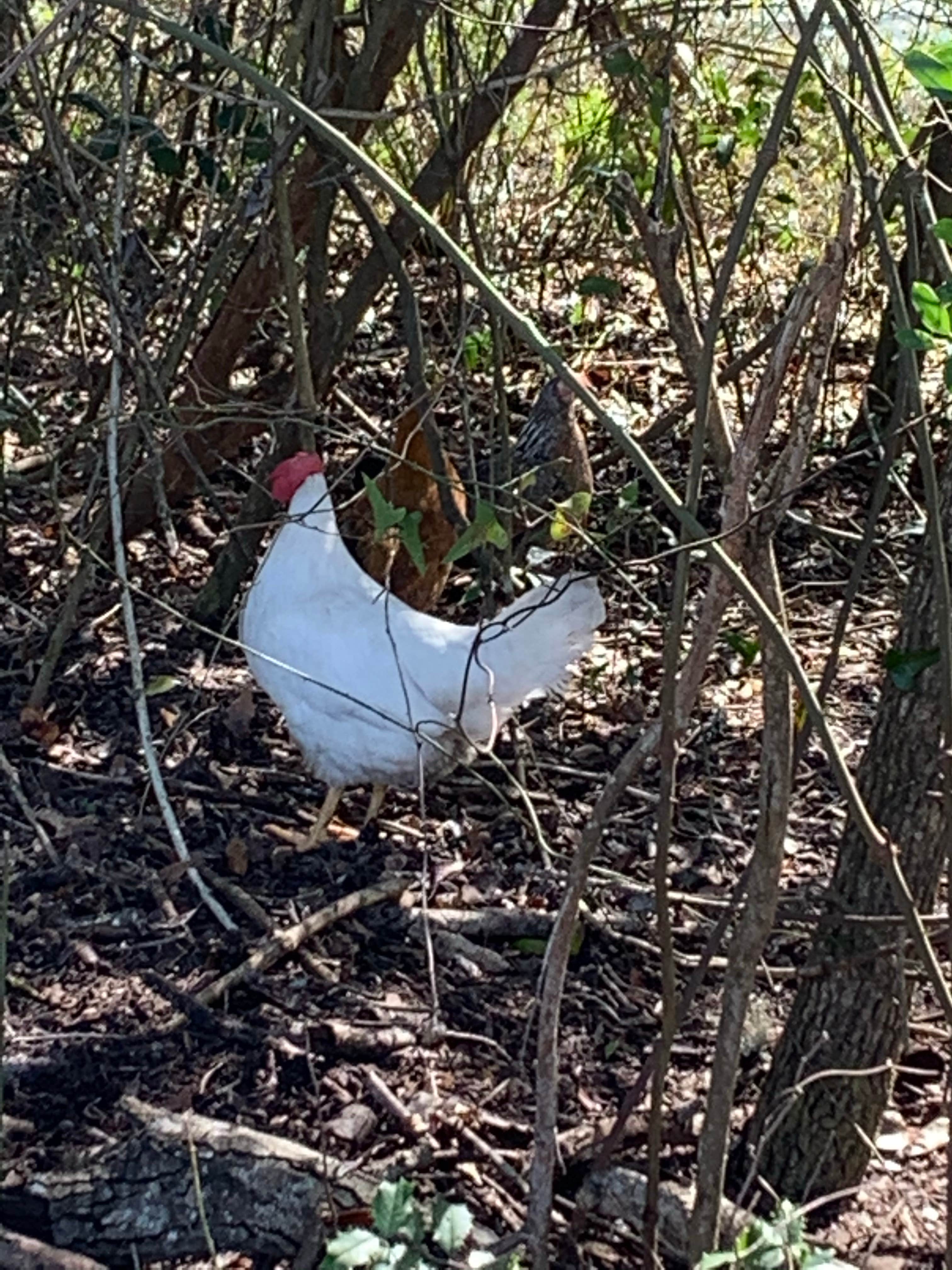 Camping near Island Oaks RV Resort: St Mary's Cove, Bryceville, Florida