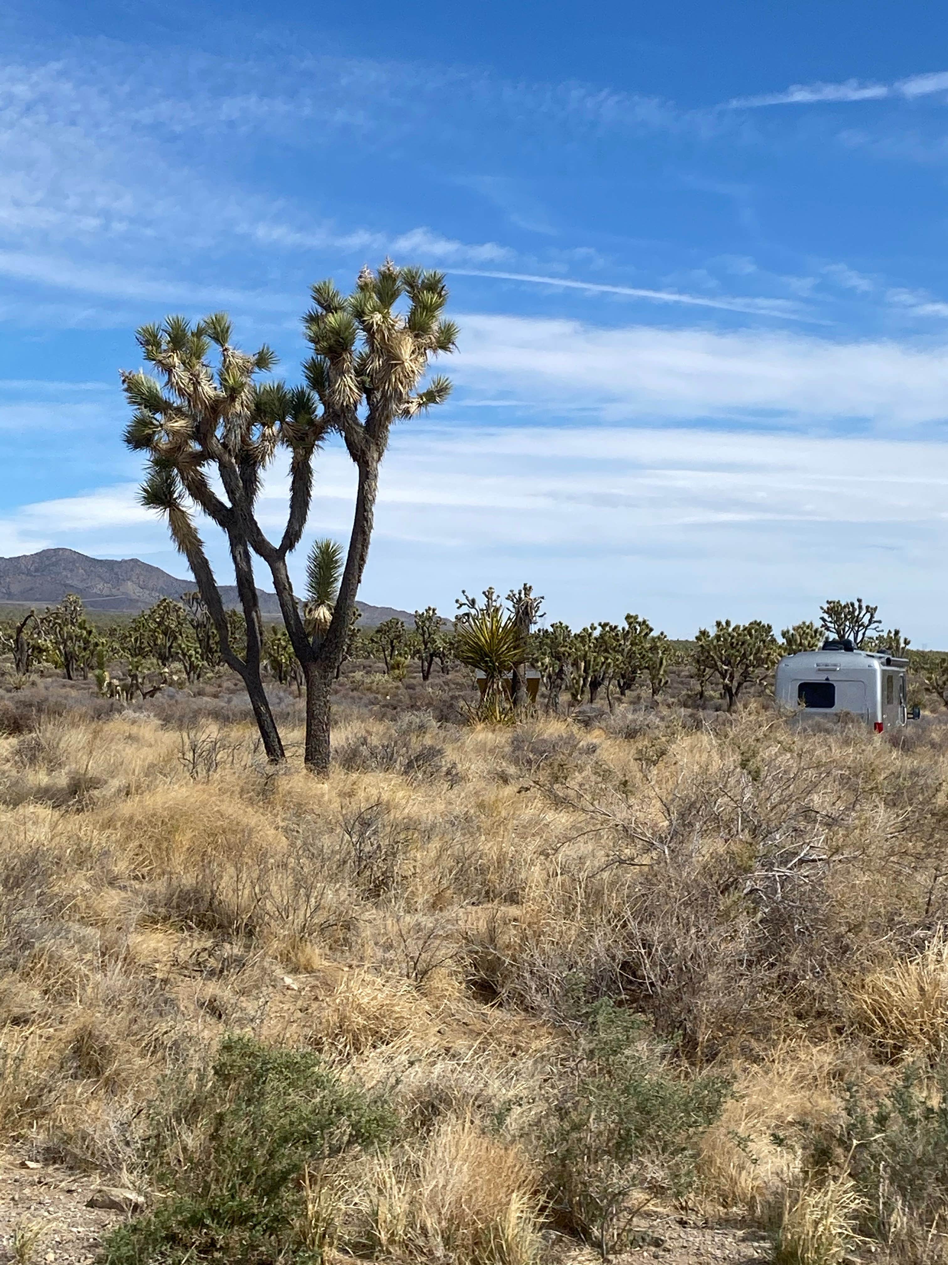 Best Dispersed Camping In Mojave National Preserve | The Dyrt