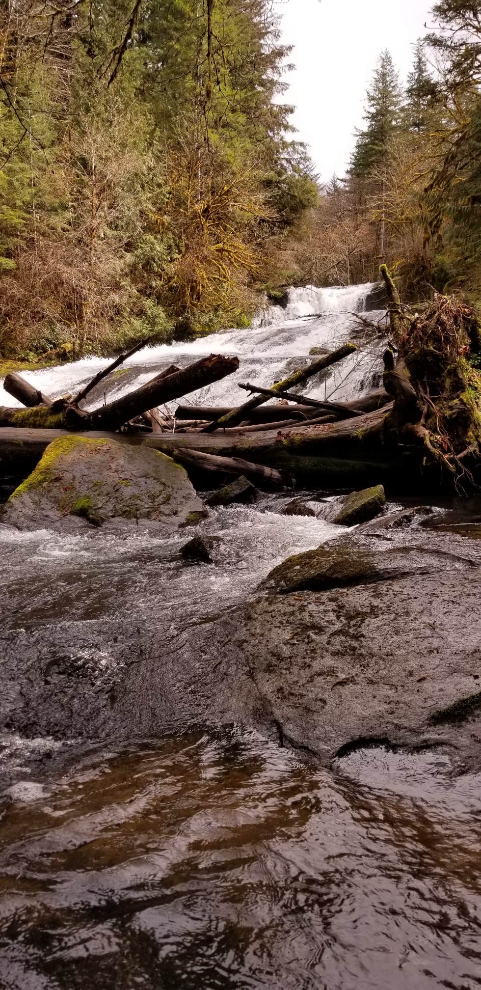 Camper-submitted photo at Alsea Falls near Newport, OR