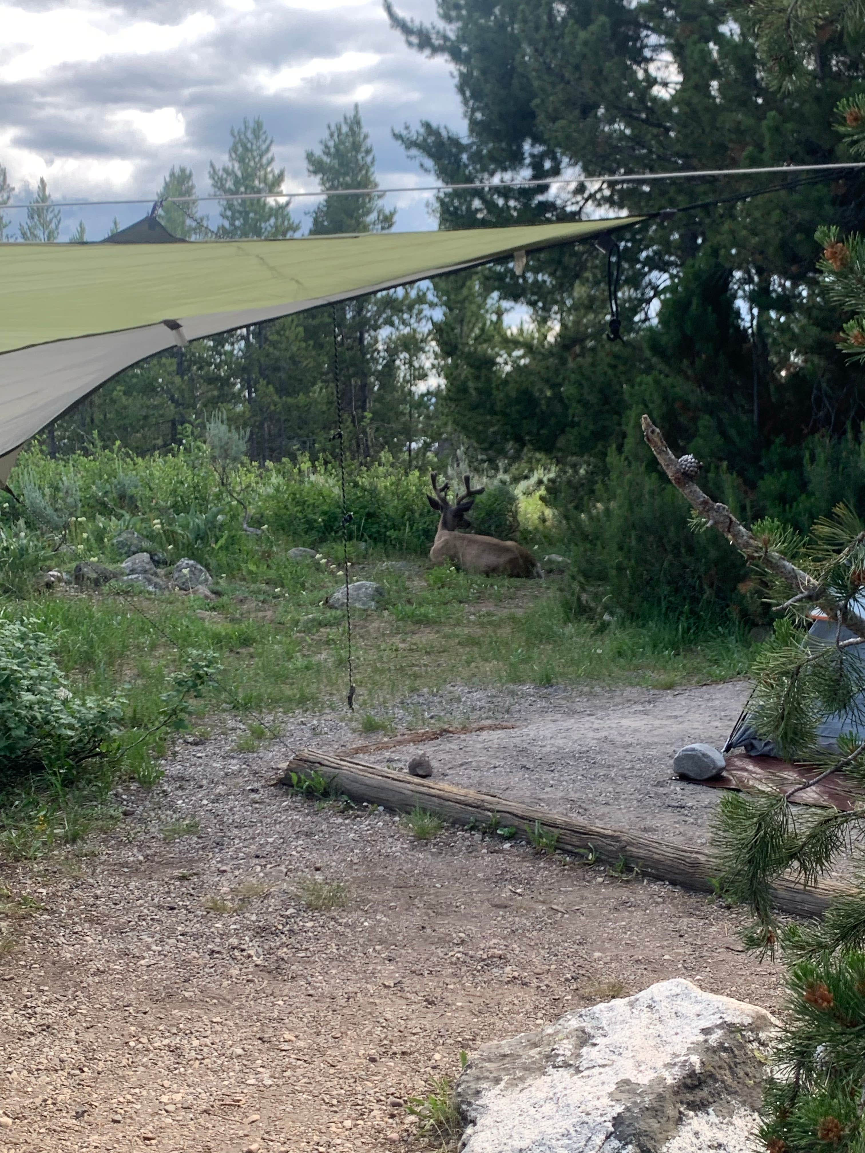Vanessa H.'s photo at Jenny Lake Campground — Grand Teton National Park near Grand Teton National Park
