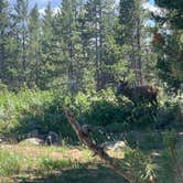 Review photo of Jenny Lake Campground — Grand Teton National Park by Vanessa H., July 7, 2021