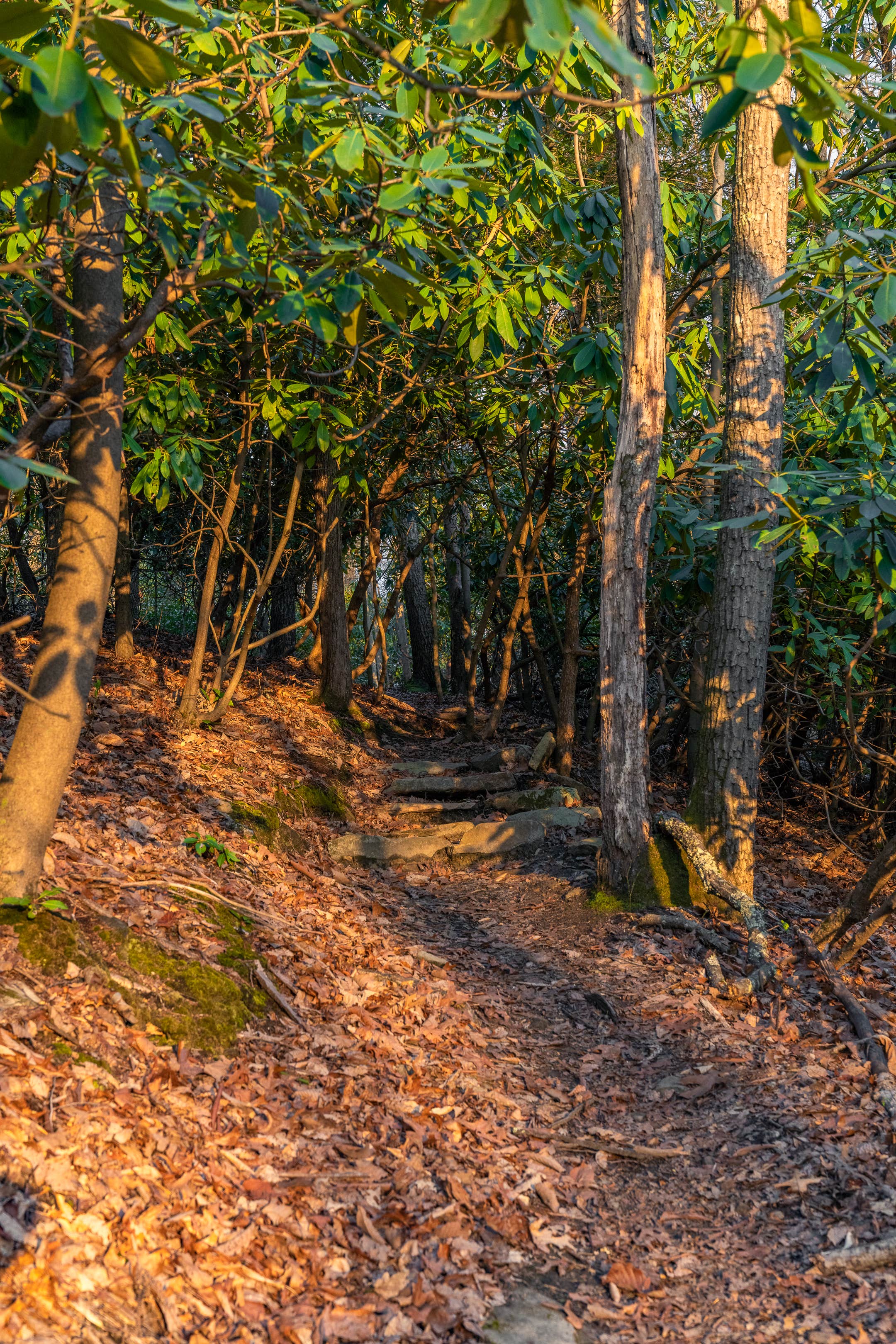Camper-submitted photo at New River Gorge Campground - American Alpine Club near Edmond, WV
