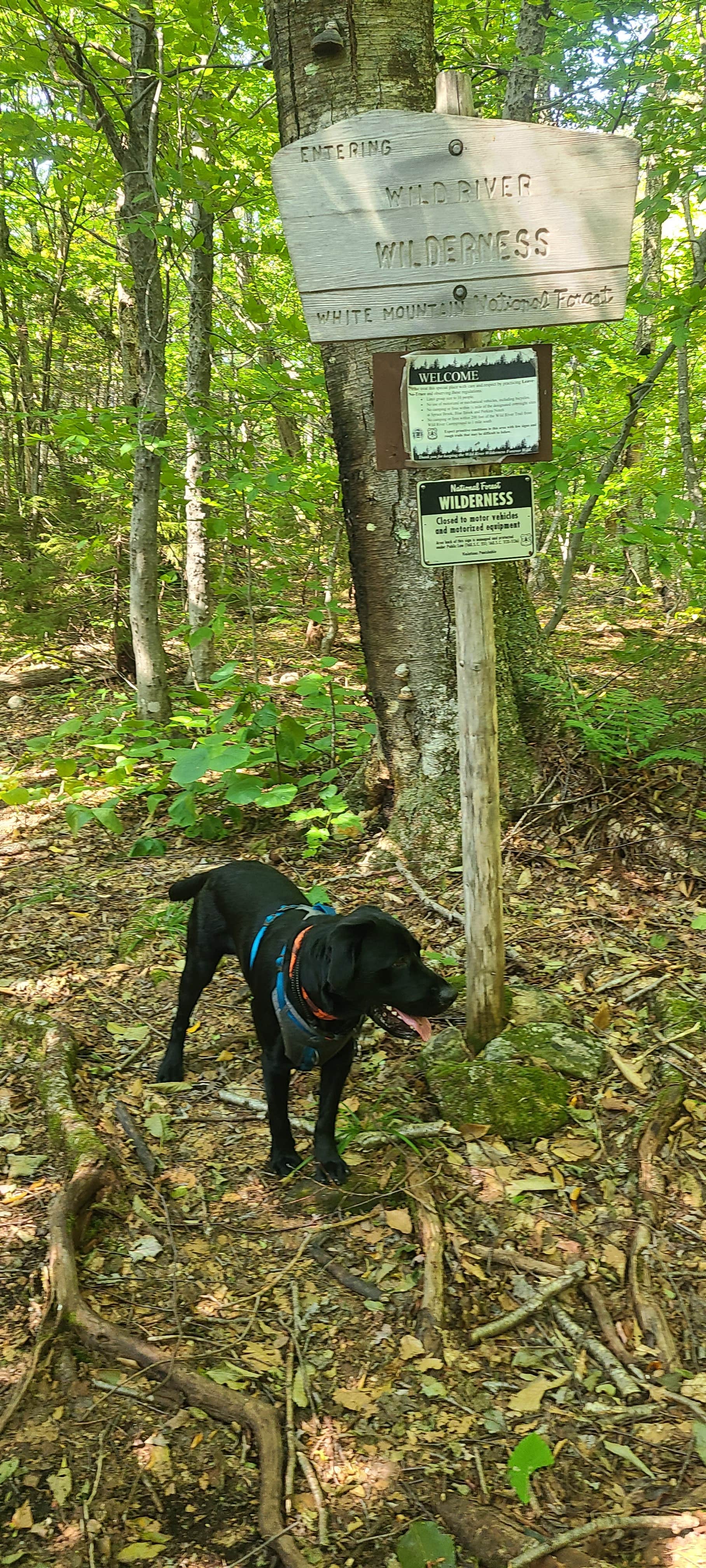 Mim J.'s photo of camping with pets at Basin Campground near North Waterford, ME