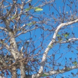 Tree full of tropical birds 