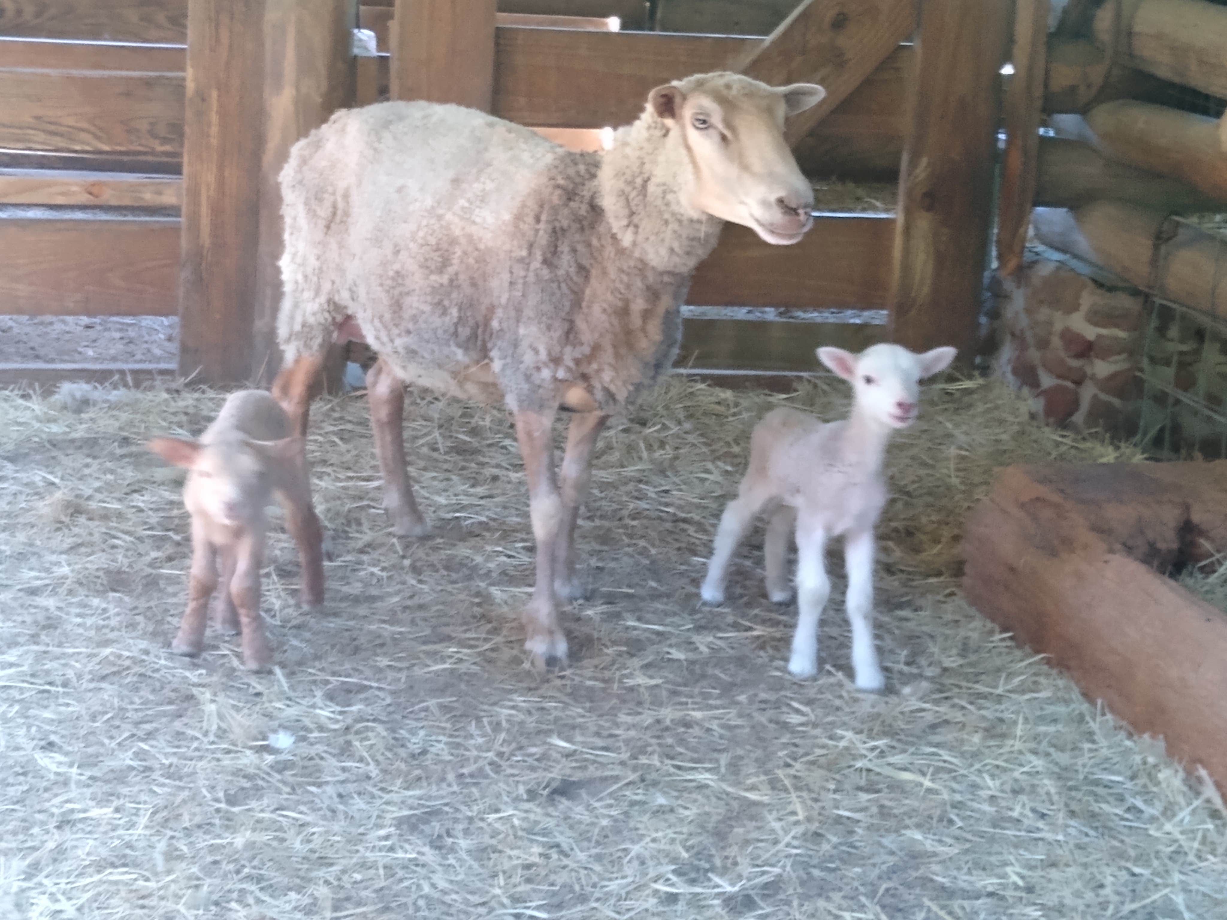 Rachel G.'s photo of camping with pets at General Coffee State Park Campground near Nicholls, GA