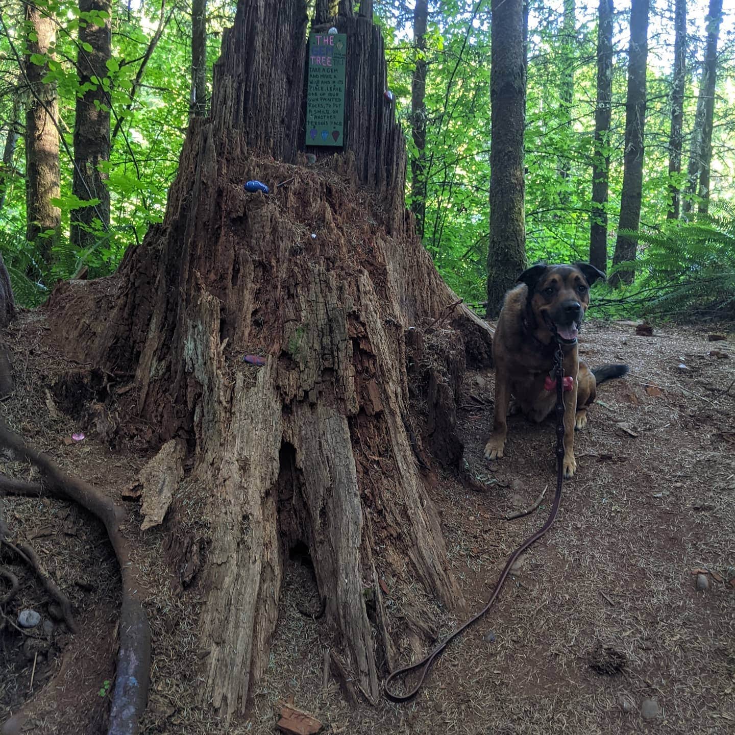 Kim N.'s photo of camping with pets at River Bend County Park near Lebanon, OR