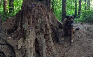 Kim N.'s photo of camping with pets at River Bend County Park near Springfield, OR