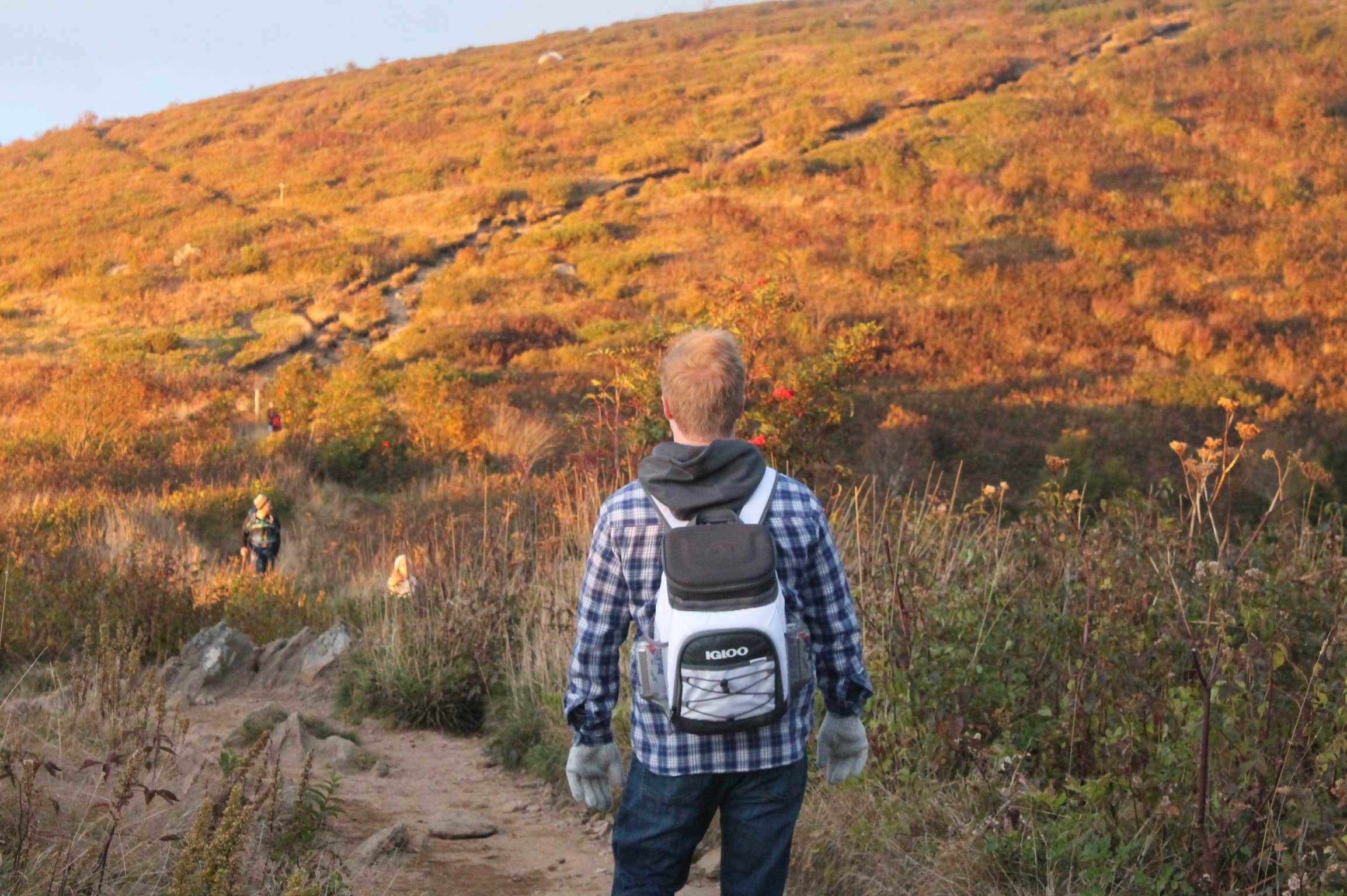 Camper submitted image from Black Balsam Knob - Dispersed Camping - 5