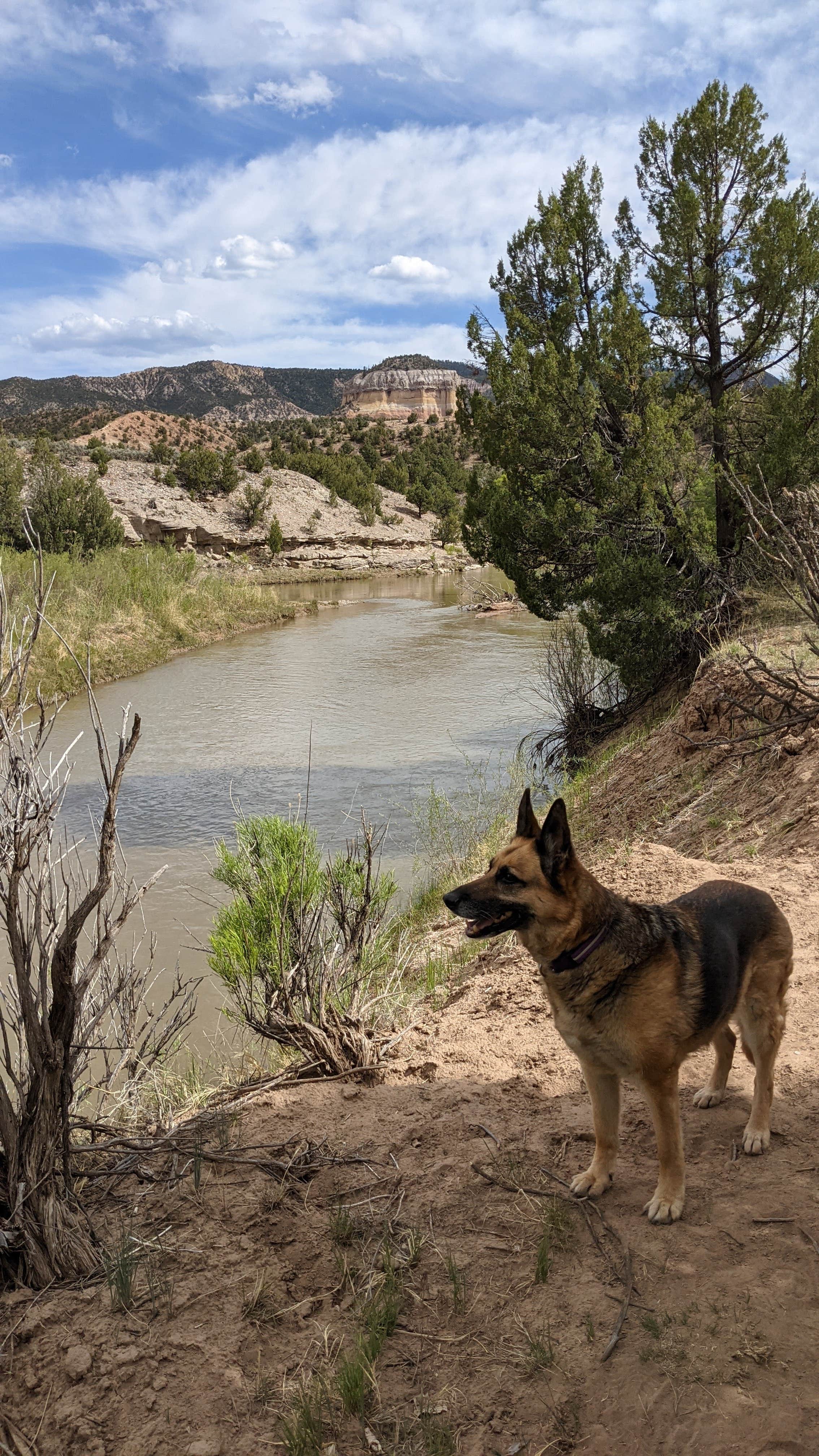 Megan V.'s photo of camping with pets at Oak Point Campground near Cuba, NM